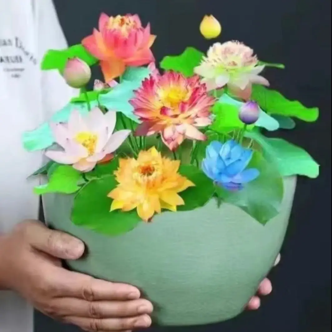 Water Lily seeds Mixed colors Nymphaeaceae New Water Pond Plants