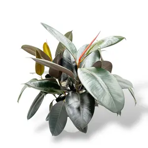 Burgundy Rubber Tree Ficus, 6 Inch Pot, Huge Live Plant