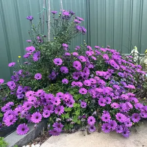 50 Purple Zinnia Seeds – Large Double Blooms, Easy Annual Garden Flowers