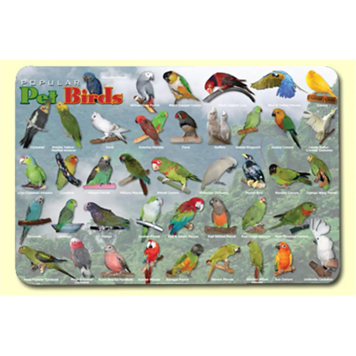 Popular Birds Placemat