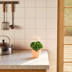 Watermelon Peperomia