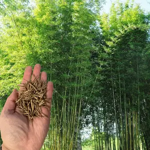 50 Bambusa Oldamii Bamboo Seeds – Premium Seed Pack, Fast-Growing Variety for Privacy Hedges, Shade Gardens, Non-Invasive Perennial Landscaping
