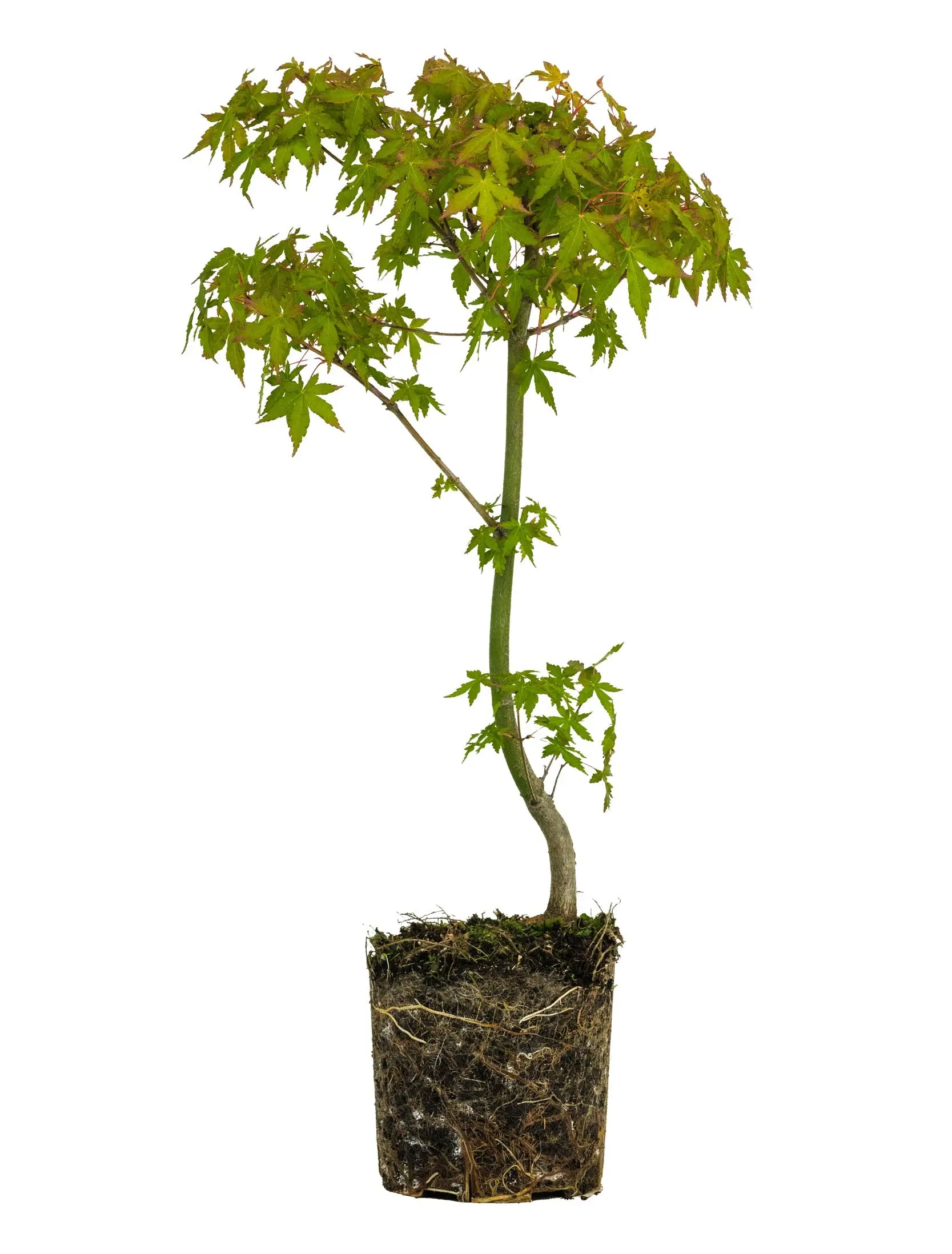 Bonsai Special | Japanese Maple (A9)