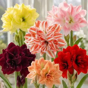 【Summer Vibes】Hippeastrum Seeds - Giant AmaryllisBlooms, Easy to Plant，Vibrant Color Flowers, Beginner-Friendly, Non-GMO Flower Seeds for Indoor & OutdoorGarden, Long-Lasting Ornamental Plant, Perfect Gift forPlant Lovers