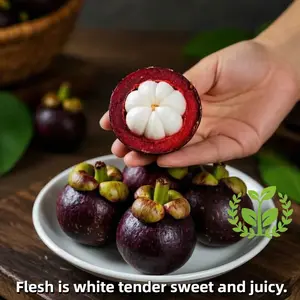Mangosteen seedlings, smooth and sweet fruits, easy to cultivate