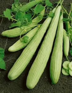 TomorrowSeeds - Armenian Cucumber Seeds -  Yard Long Serpent Snake Melon Pale Green Wild Kakri Metki Chanbar Asian Vegetable Seed Fresh 2024