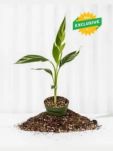 4" Variegated Musa Florida 'Bronana'