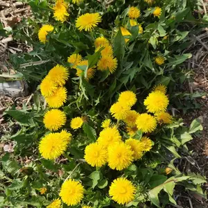 Dandelion Seeds & Wild Leek Seeds – Easy to Germinate, Perfect for Indoor Gardening in Pots, Year-Round Planting for Spring, Summer, Autumn, and Winter