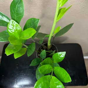 ZZ Plant 4in Zamioculcas Zamiifolia