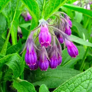Comfrey Seeds For Planting for Planting | 50 Seeds Packet | Seeds For Planting Flowers