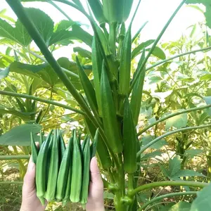 100 Okra Seeds - Lady Finger Vegetable for Home Garden Planting - Smooth Green Pods, Tender Texture, Heat-Tolerant, Fast-Growing, Ideal for Stir-Fries & Soups