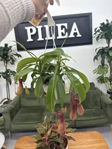 Pitcher Plant – 6" Carnivorous Houseplant with Hanging Traps, Nature’s Bug Catcher