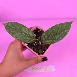 Hoya Meredithii Aceh 2.5” | Rare Hoya | Collector Plant