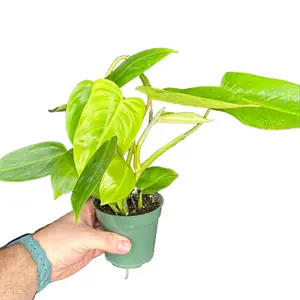 4" Philodendron Emerald Green, Low Light Live Houseplant, Indoor Plant