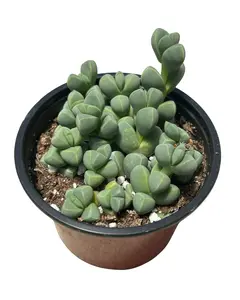 4" Ice Plant Succulent – Corpuscularia Lehmannii – Live Plant
