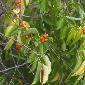 American Bittersweet Celastrus Scandens Hindsii Seeds, 4 Pack x 120 Seeds, Fast Germ, Indoor Outdoor Balcony Garden Supplies