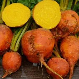 Golden Detroit Beet Seeds Organic (Beta vulgaris) – Sweet, vibrant golden roots; ideal for roasting or salads.