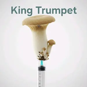 King Trumpet liquid culture