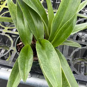 Paphiopedilum sp Cocoa Motto Kitty x paph. Yi-Ying Twinkling Stars