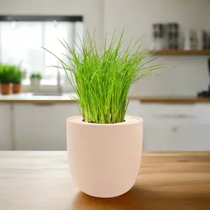 Chives Hydroponic Kit