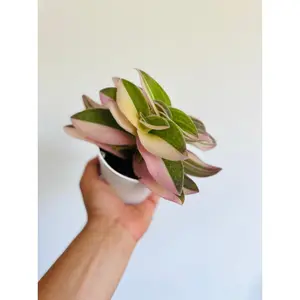 Variegated White Velvet Wandering Dude - Rare Tradescantia - 4" Pot