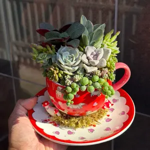 Pup Cup Succulent Design - Adorable Character Planters for Succulents and Cacti - Perfect for Home Decor and Gift Giving