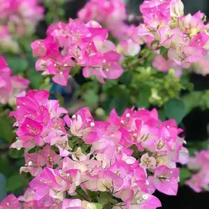 Bougainvillea -“white” Blanca/“la Jolla”/“La Jolla” Toro canyon pink/ San Diego Red/Live Starter Plant in a 4” pot