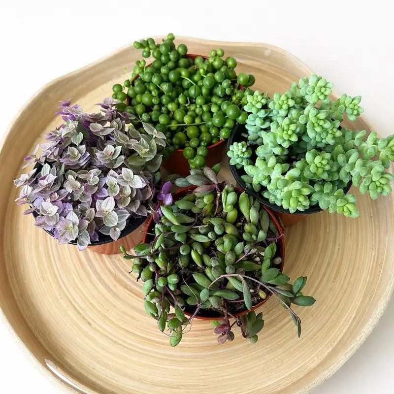 Mixed String Succulent Collection - Assorted Green and Purple Plants in 4 ‘Pots for Indoor Decor Mixed String Succulent Collection - Assorted Green and Purple Plants in 4 ‘Pots for Indoor Decor