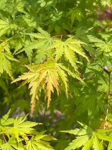 Acer palmatum 'Fall's Fire' Fall Color Japanese Maple