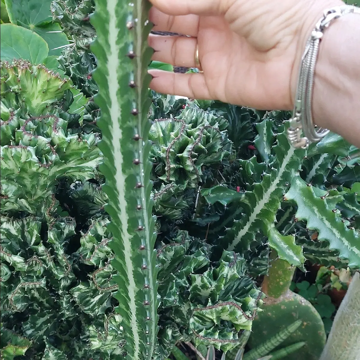 Green Crested African Milk Tree,CUTTING Twisted Euphorbia Trigona, Rare Mutation