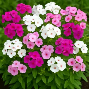 Mixed Color Phlox Seeds for Planting - Creeping Ground Cover - Popstars Phlox Creeping Carpet Plants (200 Seeds)