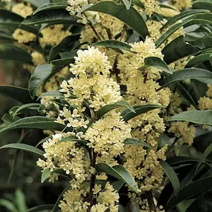 Fudingzhu Fragrant Tea Olive Osmanthus Healthy well rooted starter plant Ship Bare Roots