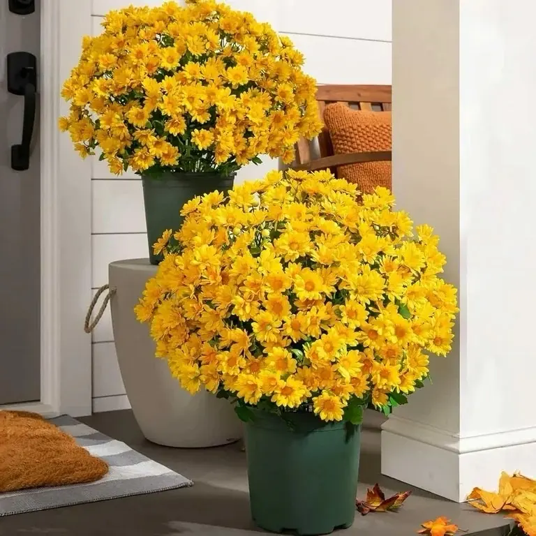 Funsdecor Mums, Artificial Sunset Mums, Artificial Outdoor Sunset Mums Flowers - UV Resistant,Waterproof, Windproof, Fake Fall Flower Daisy with Eucalyptus, Look Real, Full, Vibrant (5 Bundle Glod)