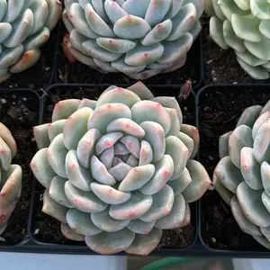 Echeveria Monroe Variegated - Bare Root Succulents - Terra Tales