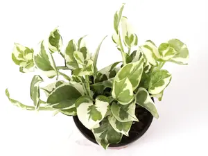 Pothos N’Joy 4” Potted Live Plant - Rare Variegated Houseplant - Epipremnum Aureum - White & Green Foliage - Vining Indoor Plant - Tropical Gift - Low Maintenance - Compact Growth - Easy Care Vine - Heart Shaped Leaves