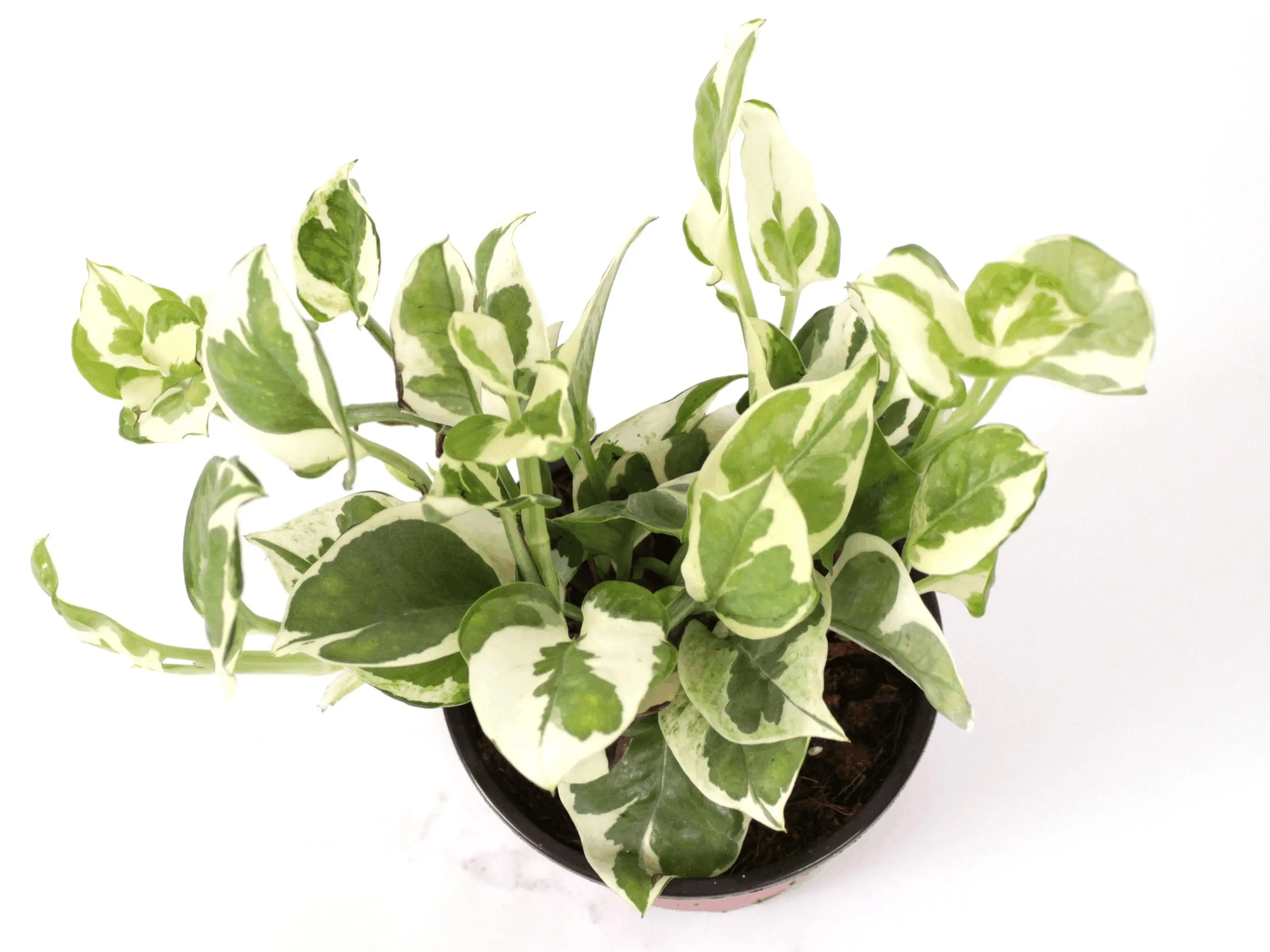 valerian plant seeds 100 Valerian Seeds (Valeriana officinalis) – PlantZoneUSA main image 1