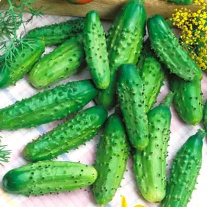 Parisian Gherkin Cucumber Seeds