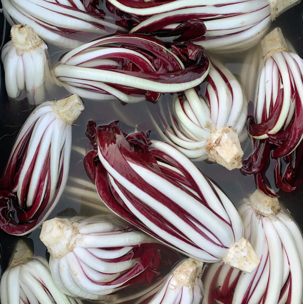 Radicchio (Tardivo), 'Botteniga' Live Plant