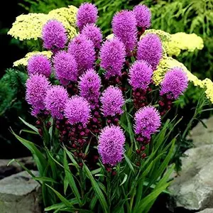 300+ Pcs  Blazing Star [LIATRIS SPICATAY]Flower  Seeds for Planting