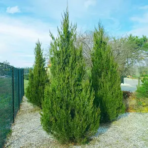 Spartan Juniper Trees