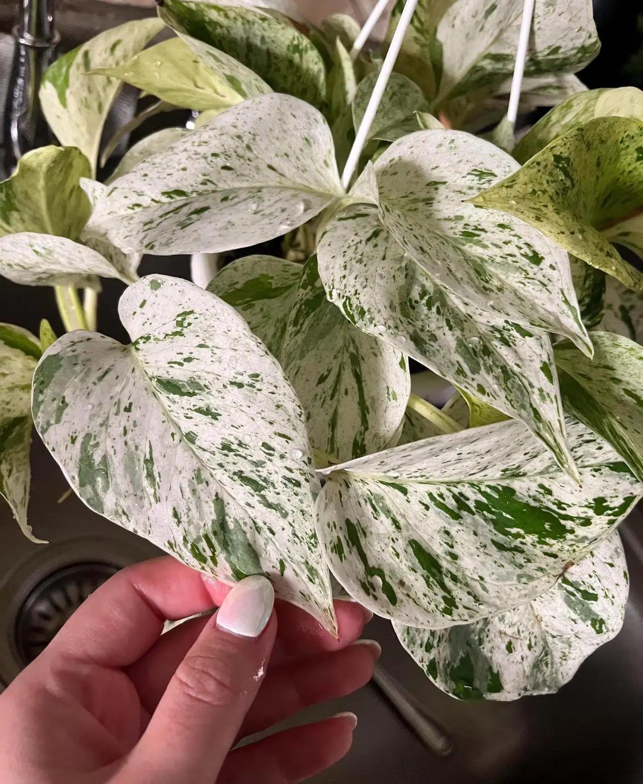Pothos Snow Queen Hanging Basket Live Houseplant 8in - Easy Care Epipremnum