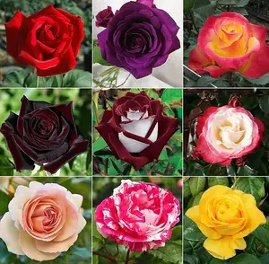 Hybrid Rose Seeds Mixed Color Flower Rare Rose 100 Seeds