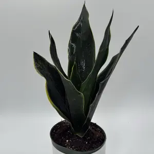 Sanseviera  'Fabi' 6" pot - Decorative Houseplant with Deep Glossy Green Leaves & Compact Growth Habit for Indoor Spaces