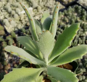 Kalanchoe Beharensis Roseleaf