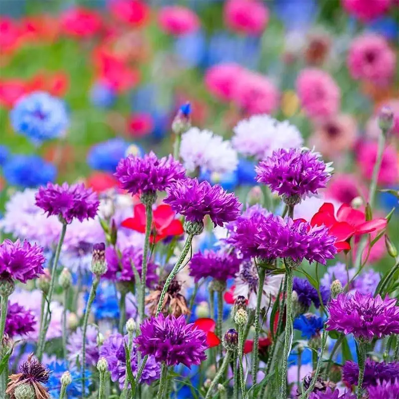 200+ Mix Cornflower Seeds for Planting-Non-GMO Heirloom Plant Seeds Garden Outdoor Attracts Pollinators, Easy to Grow