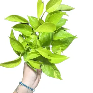 4” Neon Pothos | Epipremnum Aureum Neon