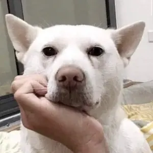 background preload poster image 