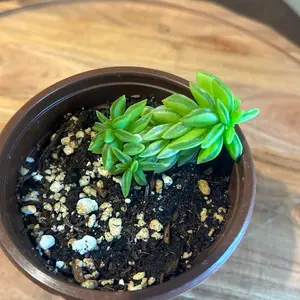 Prayer Pepper Succulent 4" pot  Low-Maintenance Indoor Houseplant for Home Decor