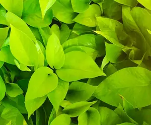 Neon Pothos - Epipremnum Pinnatum - Easy Plant