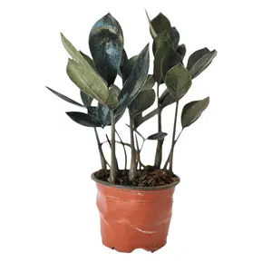 ZZ Black Queen 4” Pot - Elegant Indoor Plant Known for Its Unique Dark Leaves and Air Purifying Qualities. A Stylish Addition to Your Plant Collection or Home Decor!